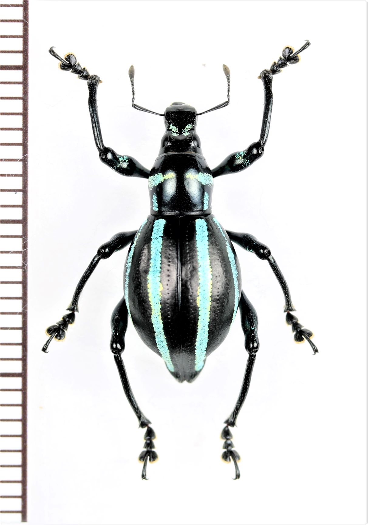 画像1: カタゾウムシの一種　Macrocyrtus trivittatus　♀　フィリピン(ルソン島)