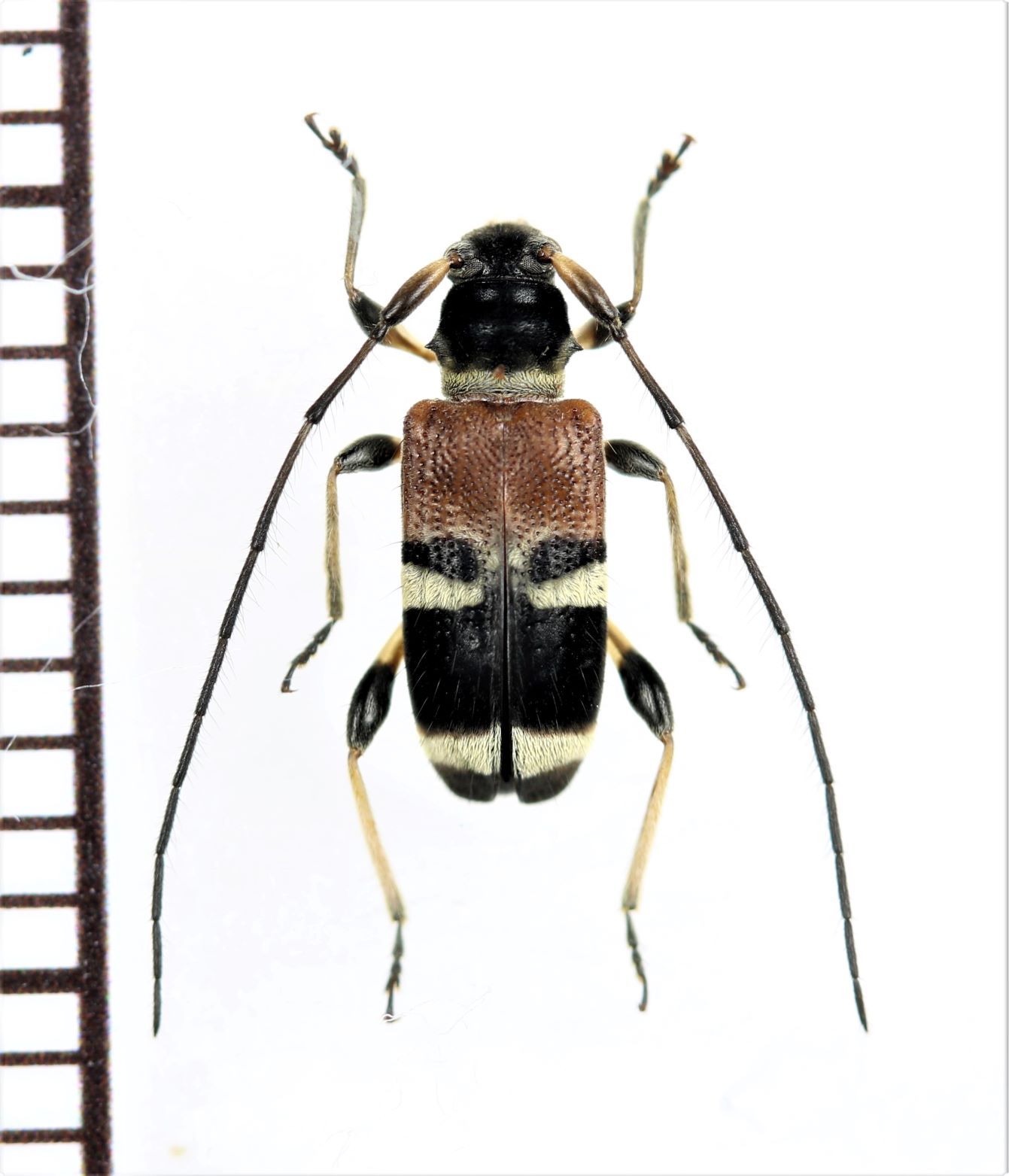 画像1: アリバチ擬態のカミキリムシの一種　Cerambycidae species　フィリピン(ルソン島)