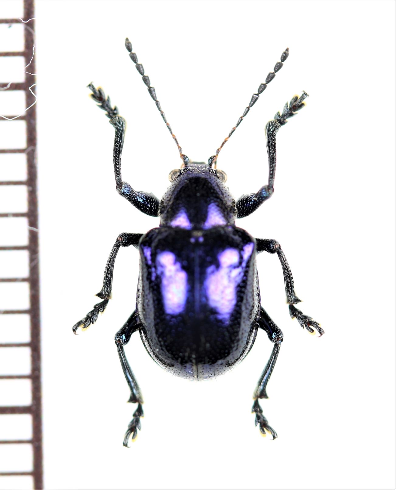 NAGUS BEETLE 赤系血統 美麗 アカハライモリ ベタ慣れ個体 13 - 両生類