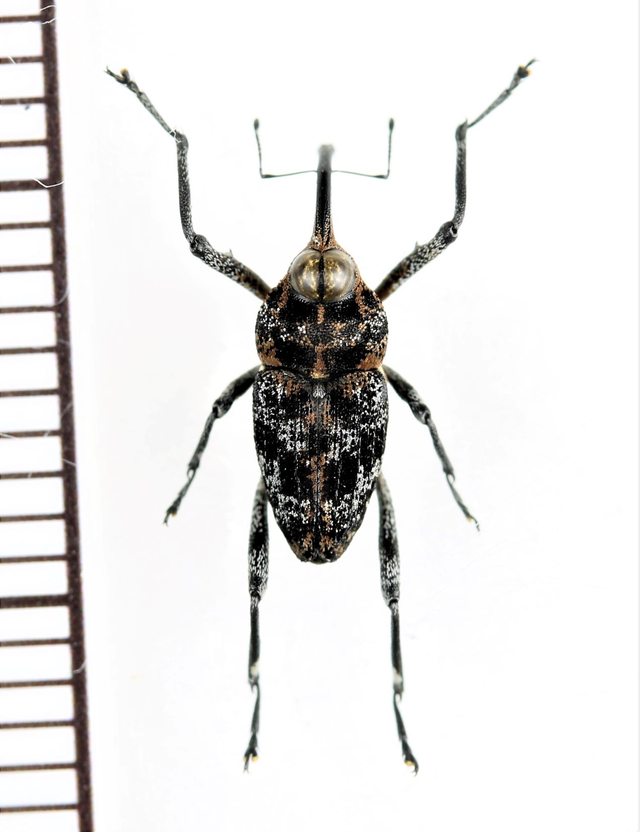 画像1: クモゾウムシの一種　Mecopus sp.　♀　 ベトナム北中部