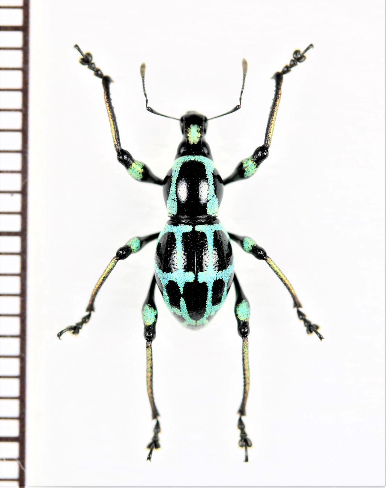 画像1: カタゾウムシの一種　Macrocyrtus sp.　フィリピン(ルソン島)
