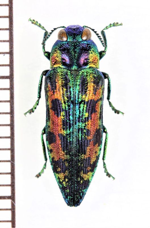 画像1: クロホシタマムシの一種　 Ovalisia sp.　ベトナム北東部