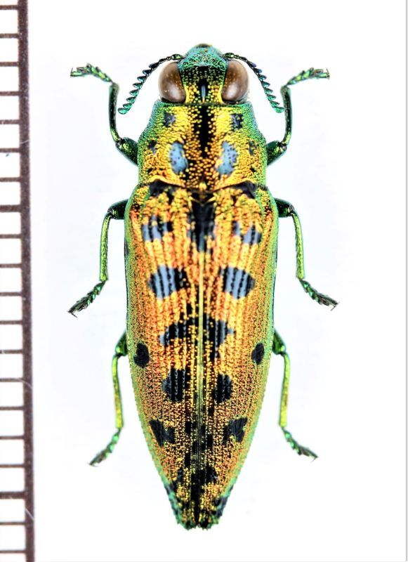 クロホシタマムシの一種 Ovalisia sp. ベトナム南部 - Insect Islands 〜南の島の昆虫標本屋さん〜