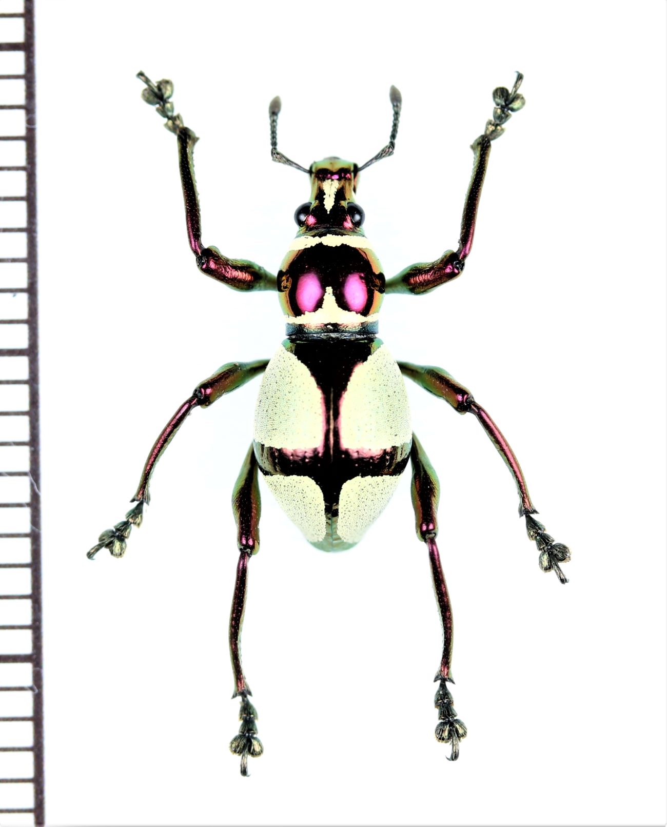 画像1: カタゾウムシの一種　Pachyrrhynchus pseudamabilis　フィリピン(ミンダナオ島)