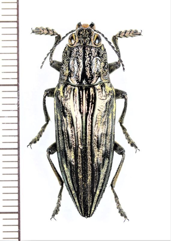 ウバタマムシ 八重山・台湾亜種 ♂ 与那国島 - Insect Islands 〜南の