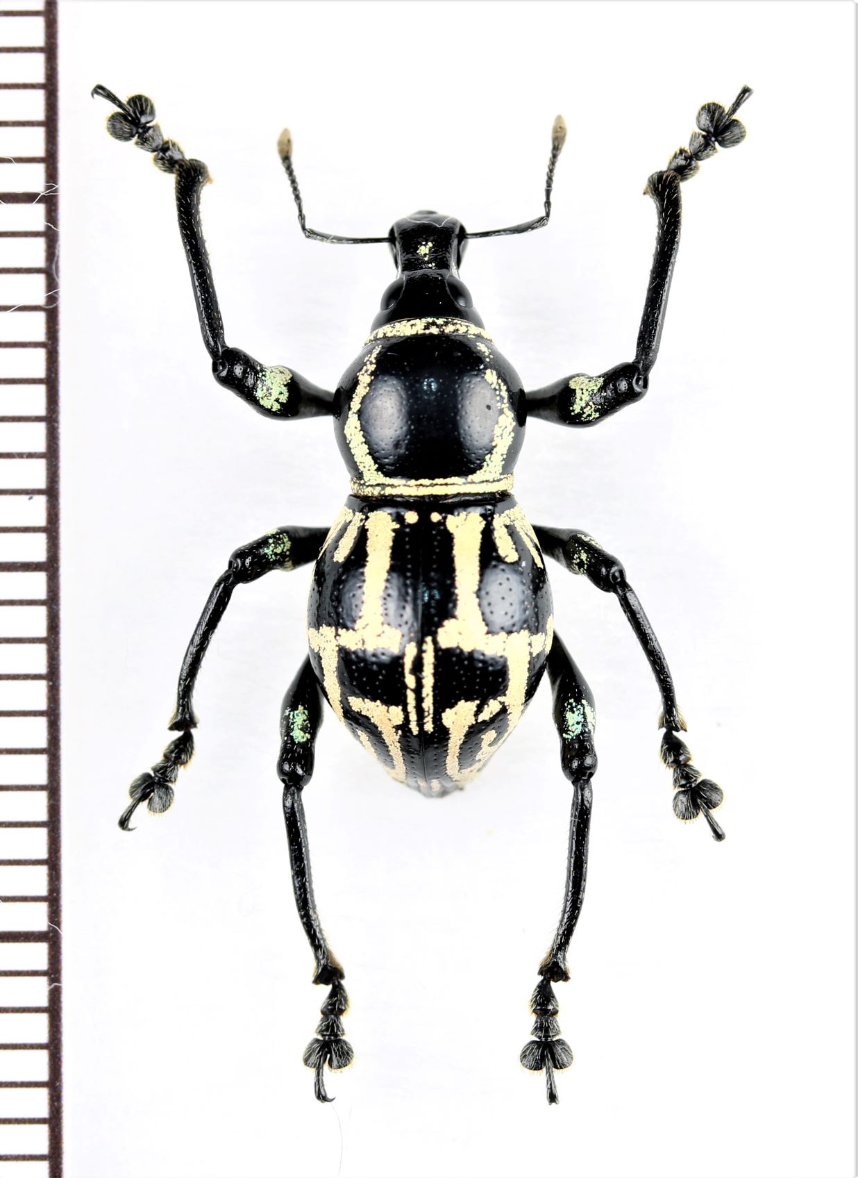 画像1: カタゾウムシの一種　Metapocyrtus sp.　フィリピン(ミンダナオ島)