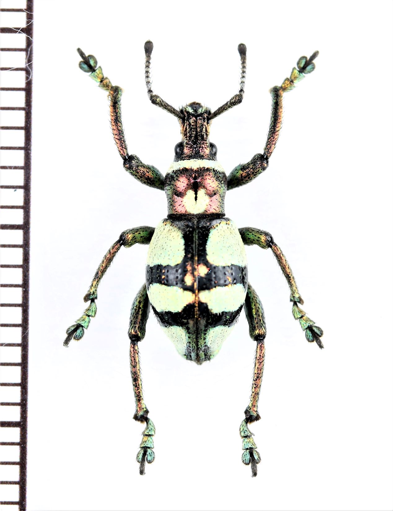 画像1: カタゾウムシの一種 　Polycatus eupholoides　フィリピン(ミンダナオ島)