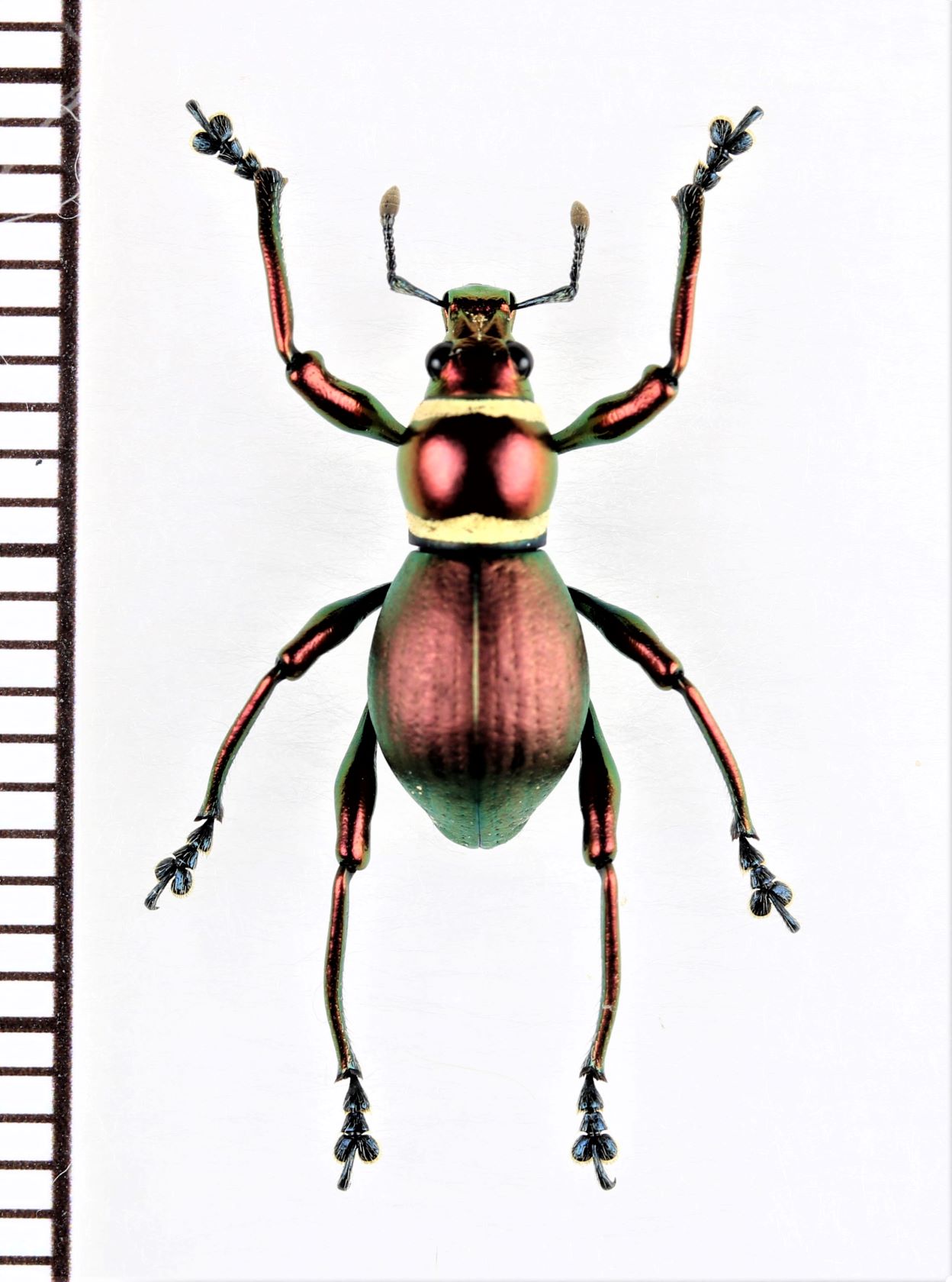 画像1: カタゾウムシの一種 　Pachyrhynchus subamabilis　フィリピン(ミンダナオ島)