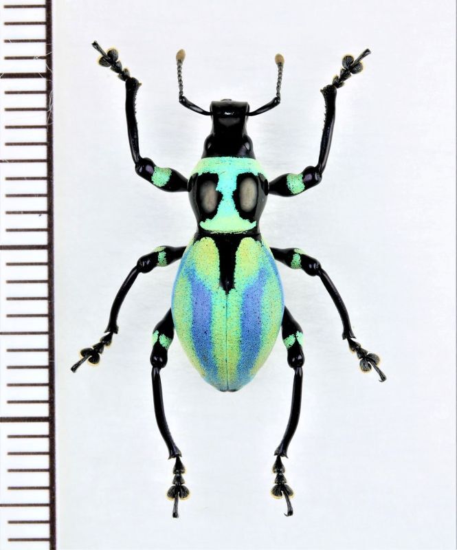 カタゾウムシの一種 Pachyrhynchus sp. フィリピン(ルソン島) - Insect 