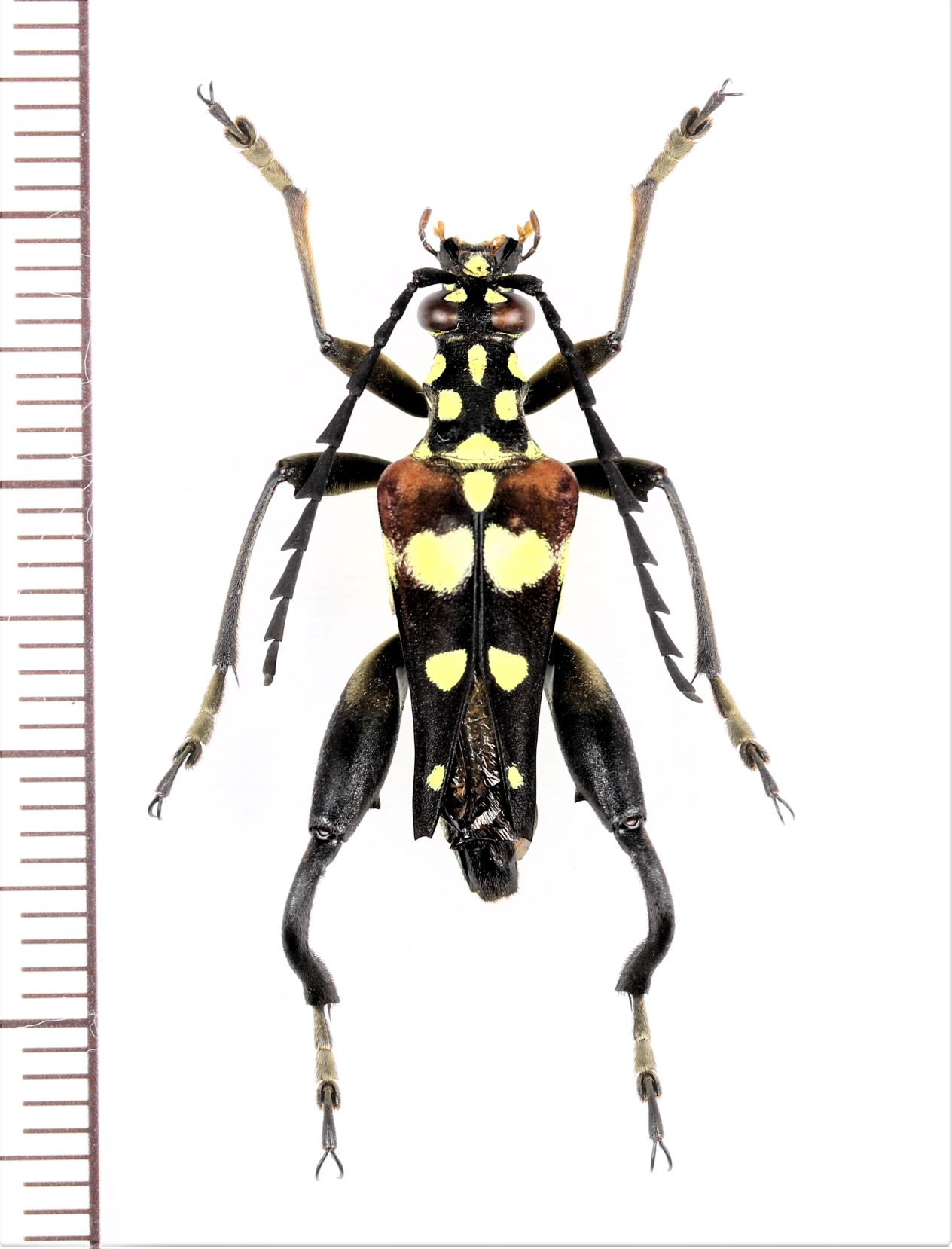 画像1: カミキリムシの一種　Sagridola maculosa  ♂　マダガスカル