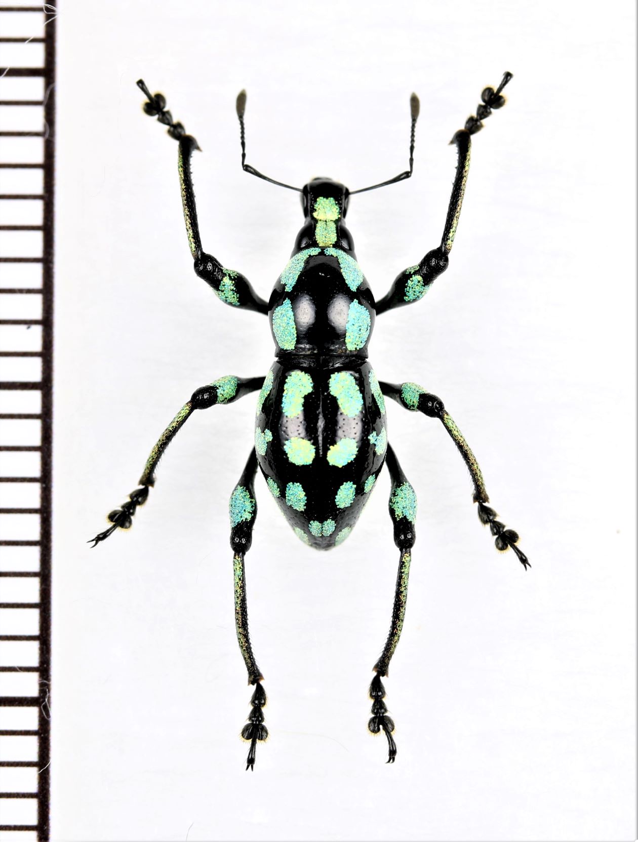 画像1: ゾウムシの一種　Metapocyrtus sp.　 フィリピン(ミンダナオ島)