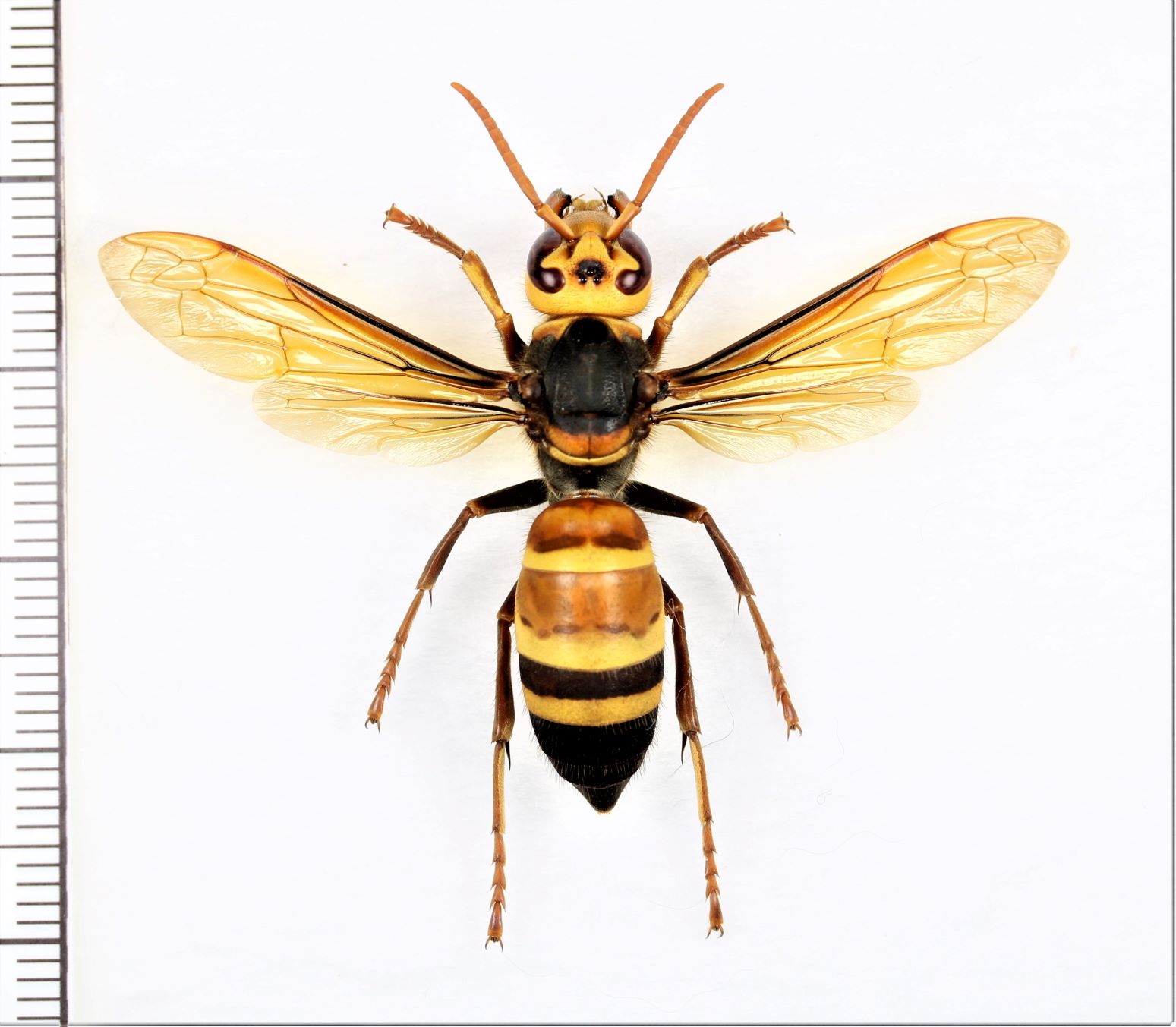 画像1: ヒメスズメバチ　働き蜂　石垣島