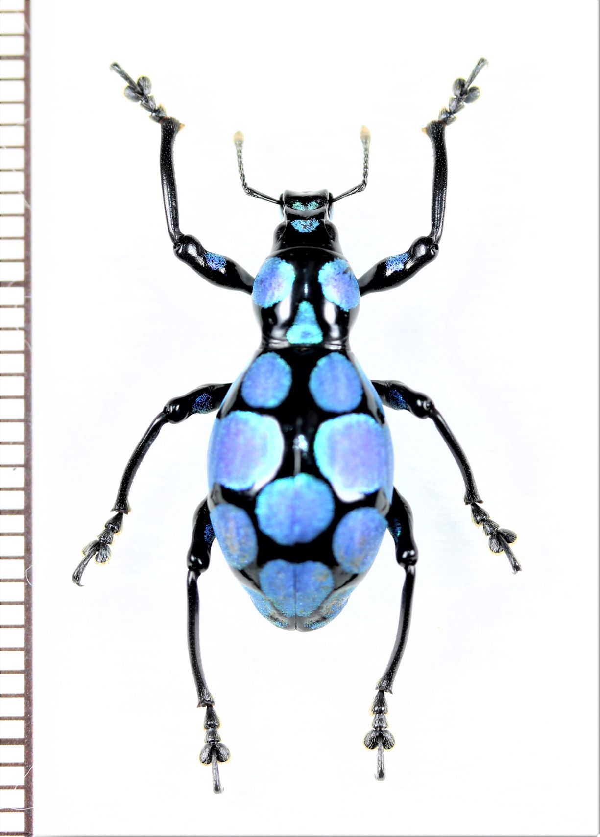 M. consobrinus 08 カタゾウ系標本 ルソン島 - 虫類