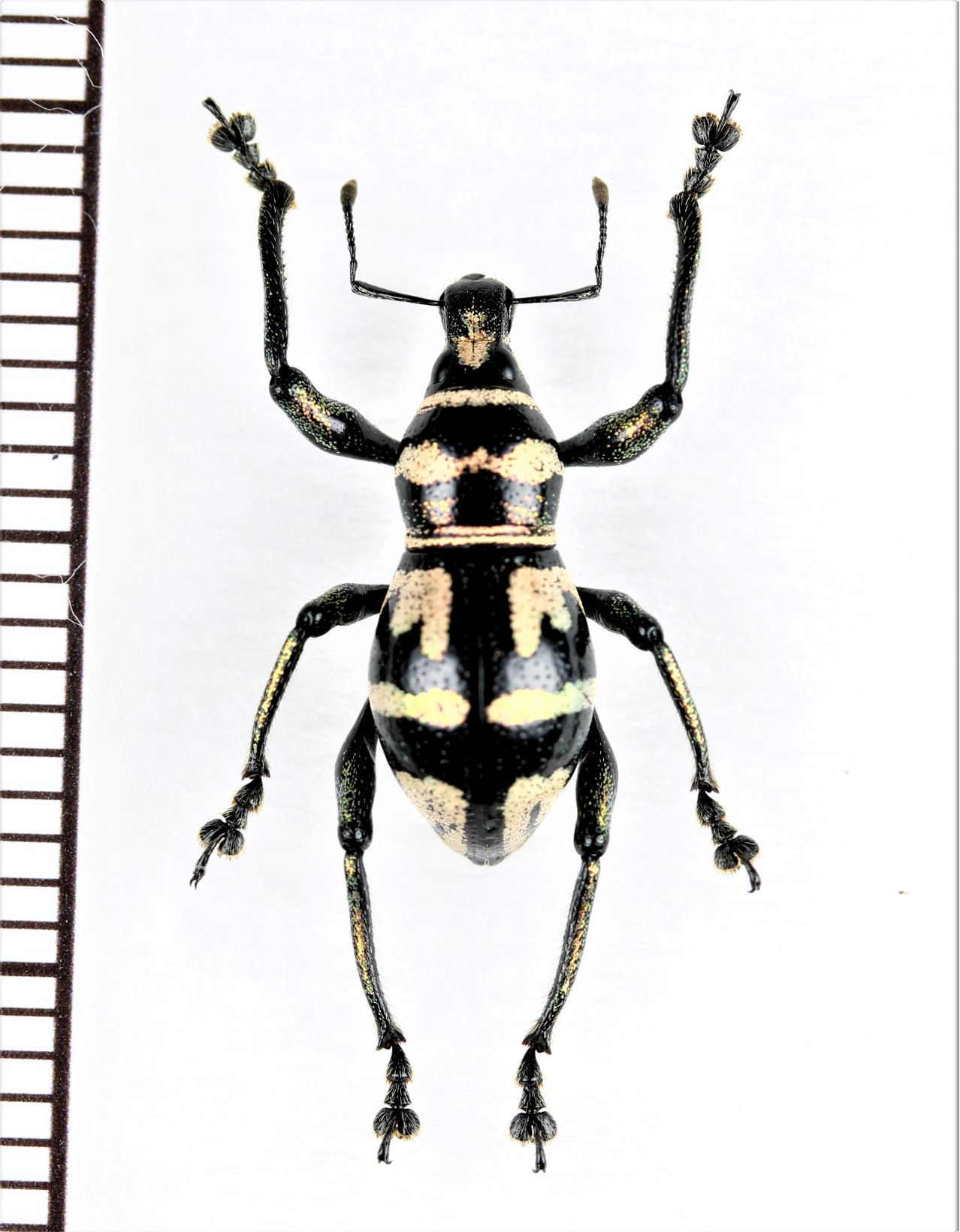 画像1: カタゾウムシの一種　Metapocyrtus perpulcheroides　フィリピン(ミンダナオ島)