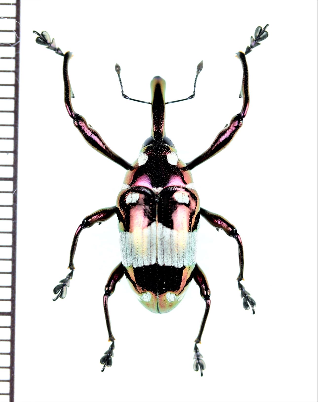 画像1: アシナガゾウムシの一種　Alcidodes chalcomorphus　フィリピン(ミンダナオ島)