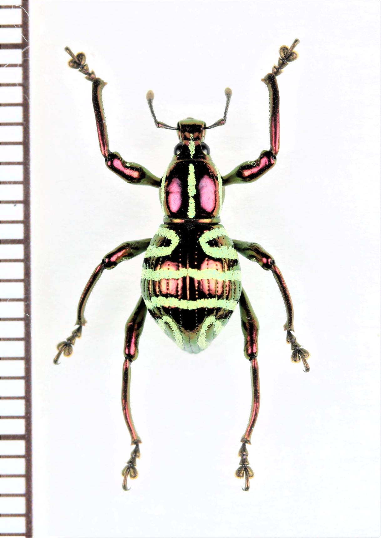 画像1: カタゾウムシの一種　Pachyrhynchus sp.　 フィリピン(ミンダナオ島)