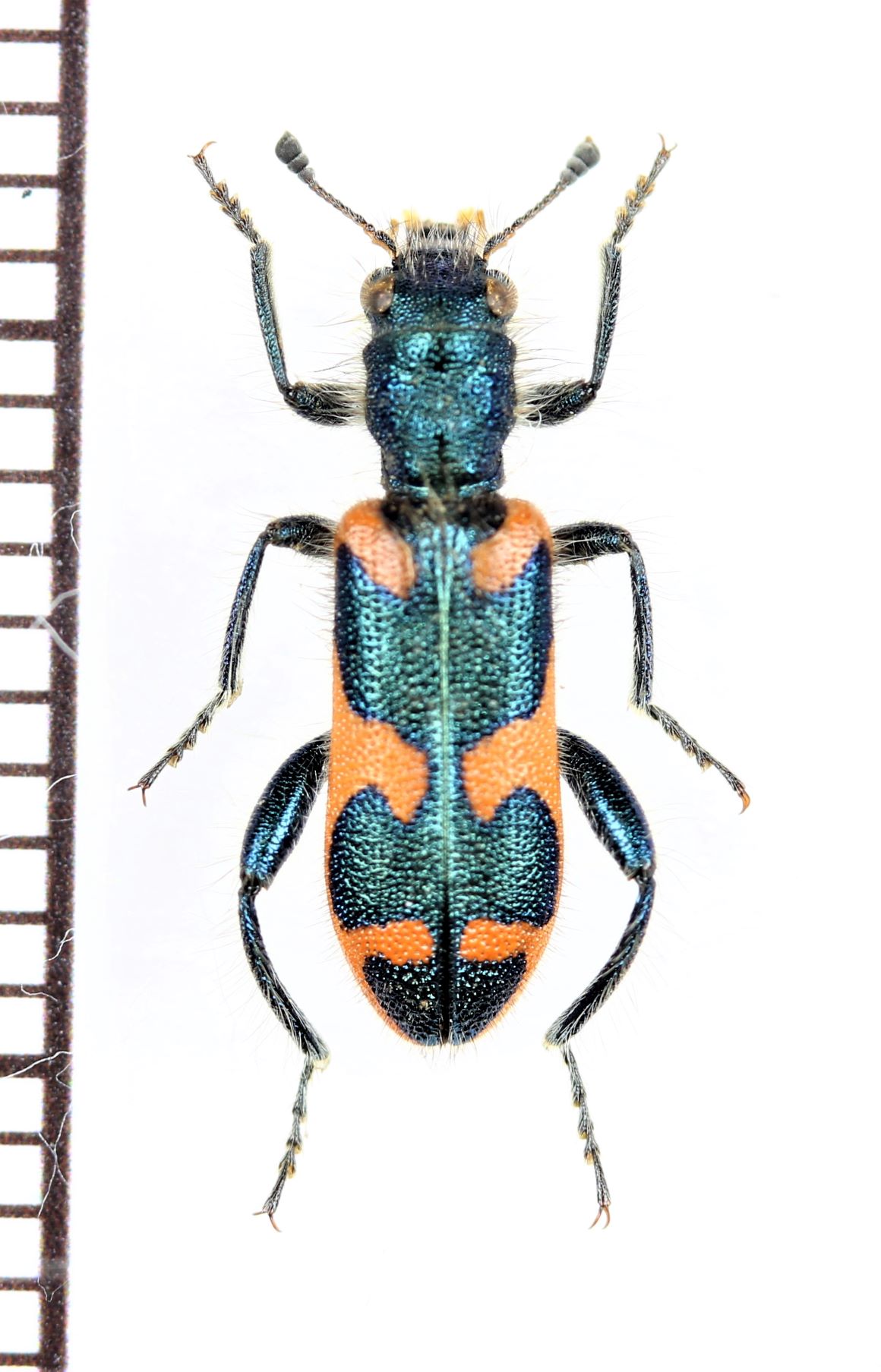 Photo1: カッコウムシの一種　Trichodes sp.　トルコ