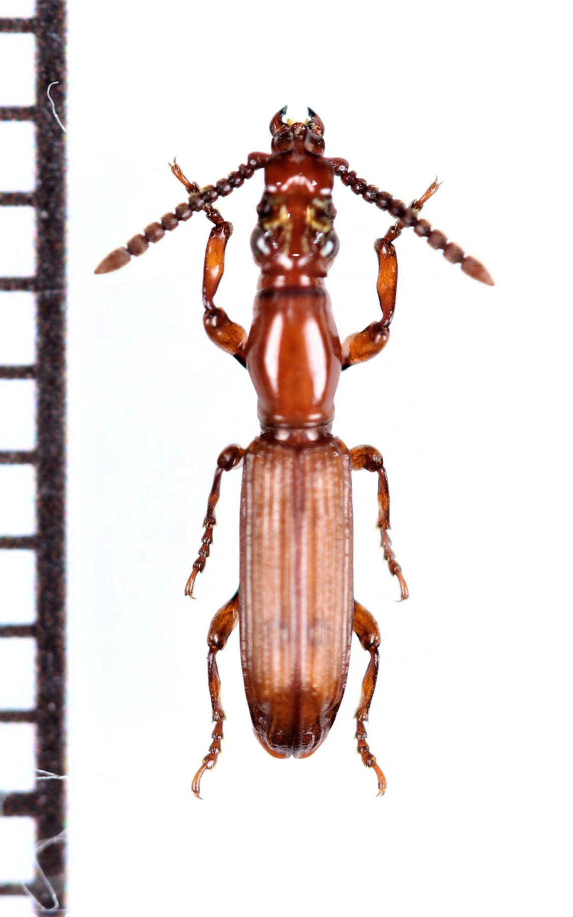画像1: 好蟻性オニミツギリゾウムシの一種　Amorphocephala sp.　♂　ザンビア