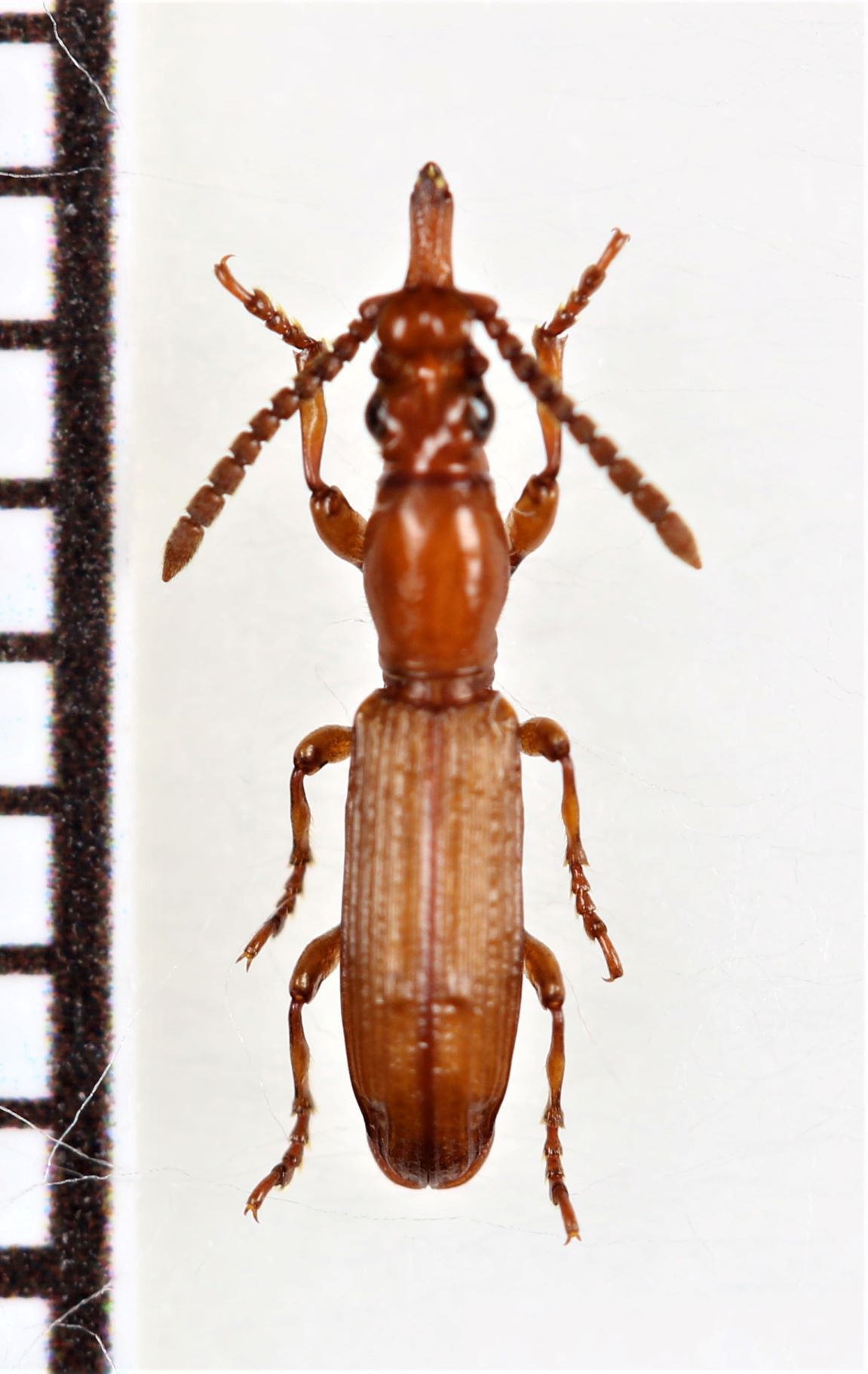 画像1: 好蟻性オニミツギリゾウムシの一種　Amorphocephala sp.　♀　南アフリカ