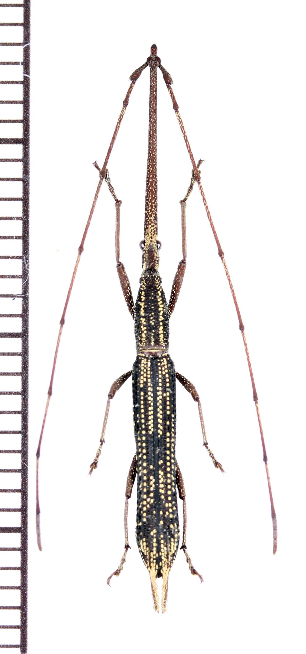 画像1: ミツギリゾウムシの一種　Brentidae species　♂　ベトナム北中部