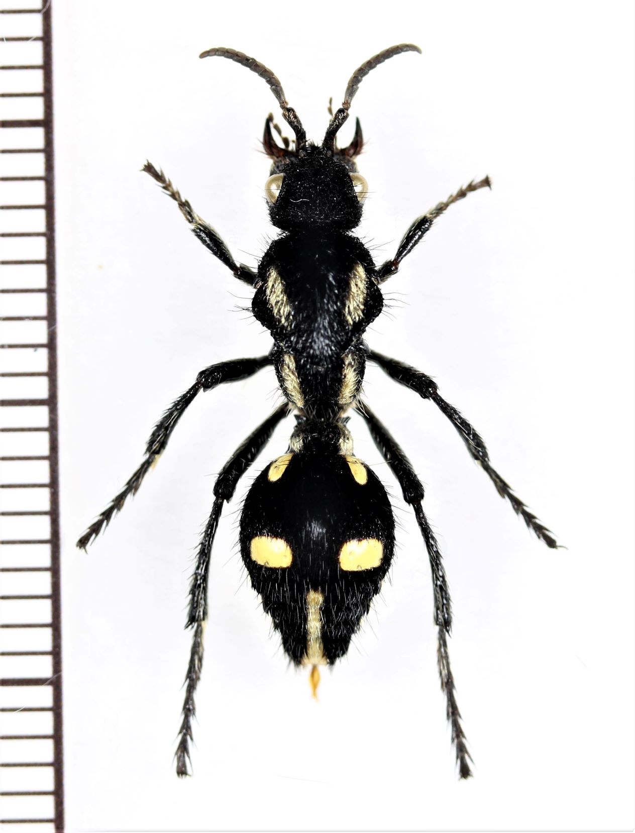 画像1: アリバチの一種　Traumatomutilla juvenilis　♀　ペルー