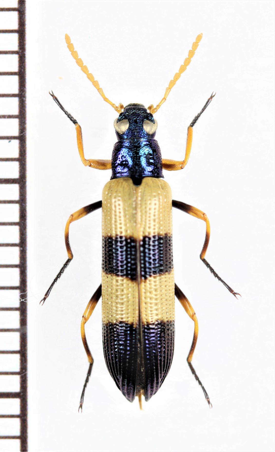 画像1: ベニボタル擬態のゴミムシダマシの一種　Tenebrionidae species　ペルー