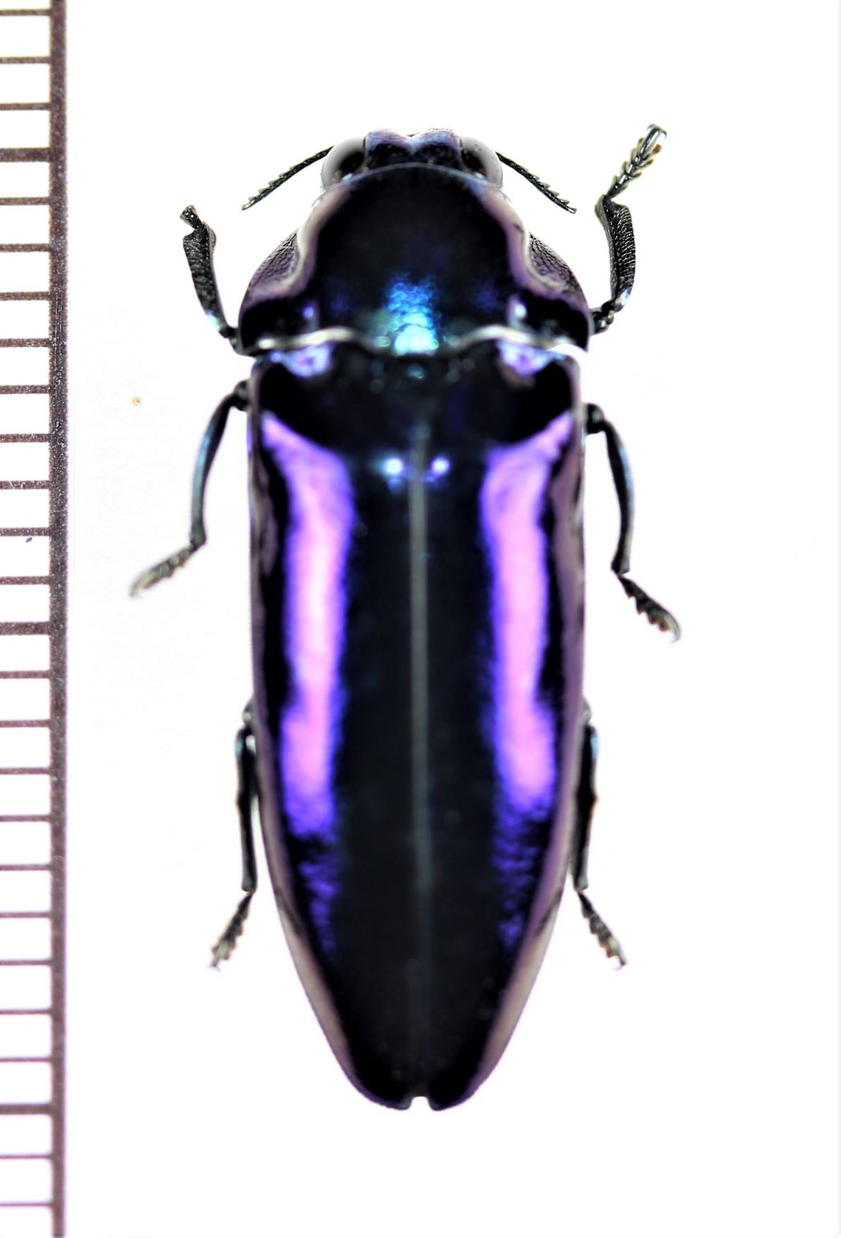 画像1: タマムシの一種　Buprestidae species　フィリピン（ミンダナオ島）