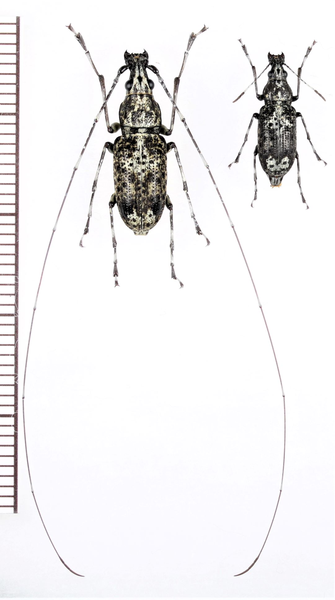 シロモンオオヒゲナガゾウムシ ペア 下甑島 - Insect Islands 〜南の島の昆虫標本屋さん〜