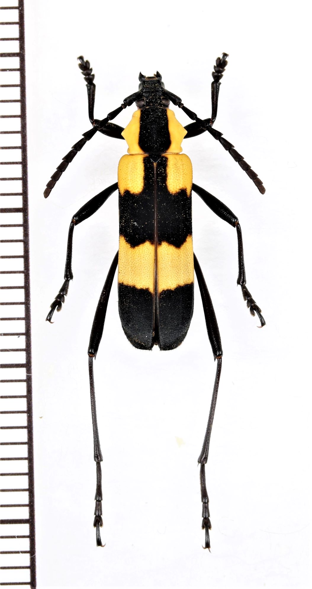 画像1: ベニボタル擬態のカミキリムシの一種　Cerambycidae species　ペルー