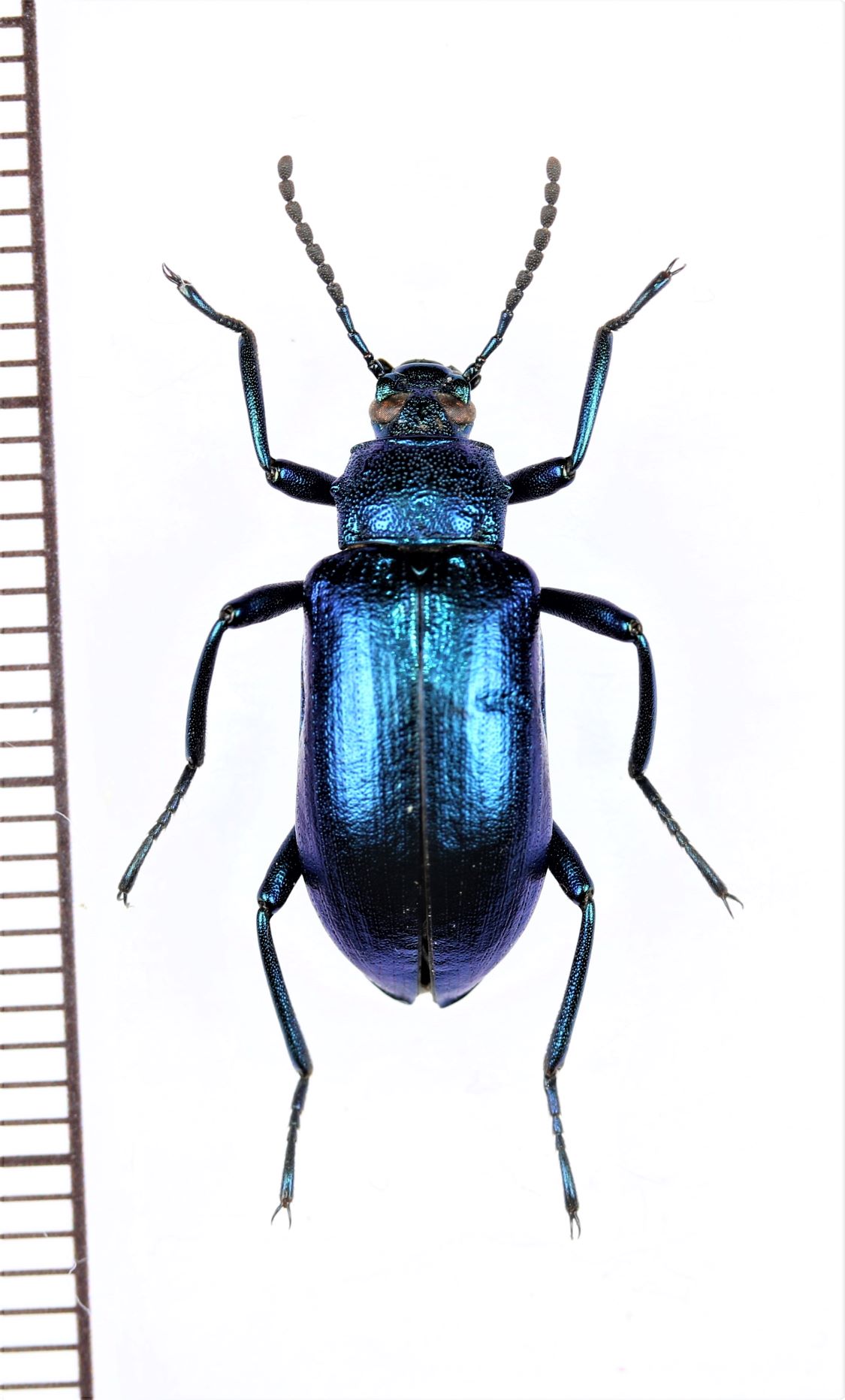 画像1: ゴミムシダマシの一種　Tenebrionidae species　ペルー