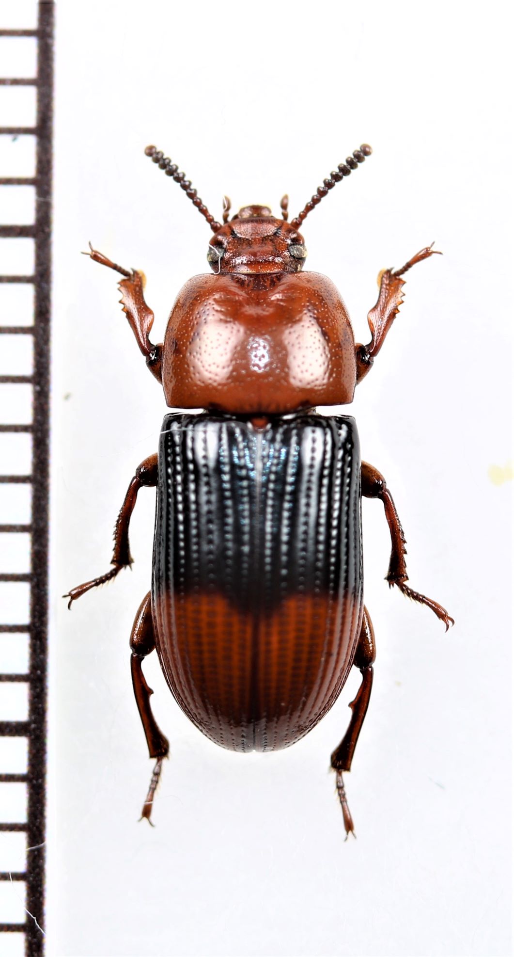 画像1: ゴミムシダマシの一種　Tenebrionidae species　ペルー