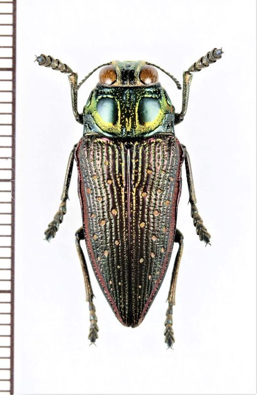 画像1: 眼状紋を持つタマムシの一種　Lampetis aspasia　タンザニア