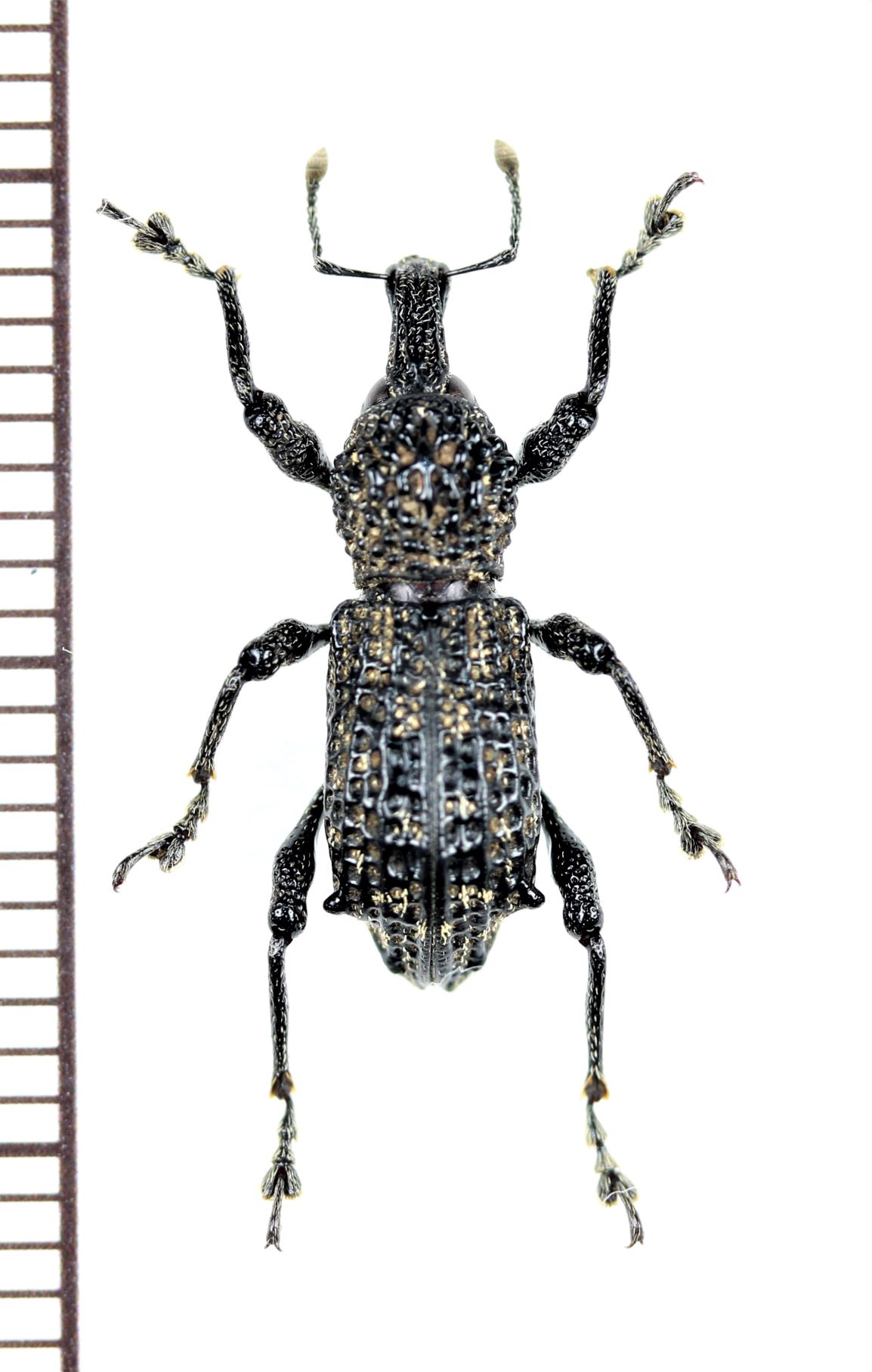 画像1: ゾウムシの一種　Curculionidae species   ベトナム北西部