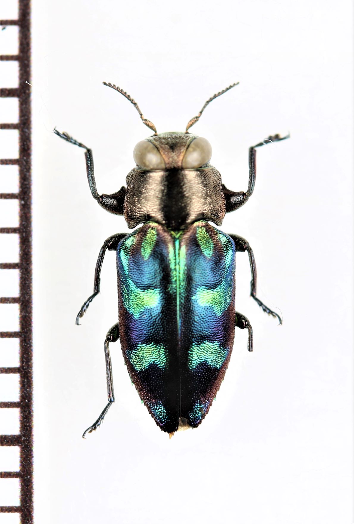 画像1: ムツボシタマムシの一種　Chrysobothris vitalisi　ベトナム南部