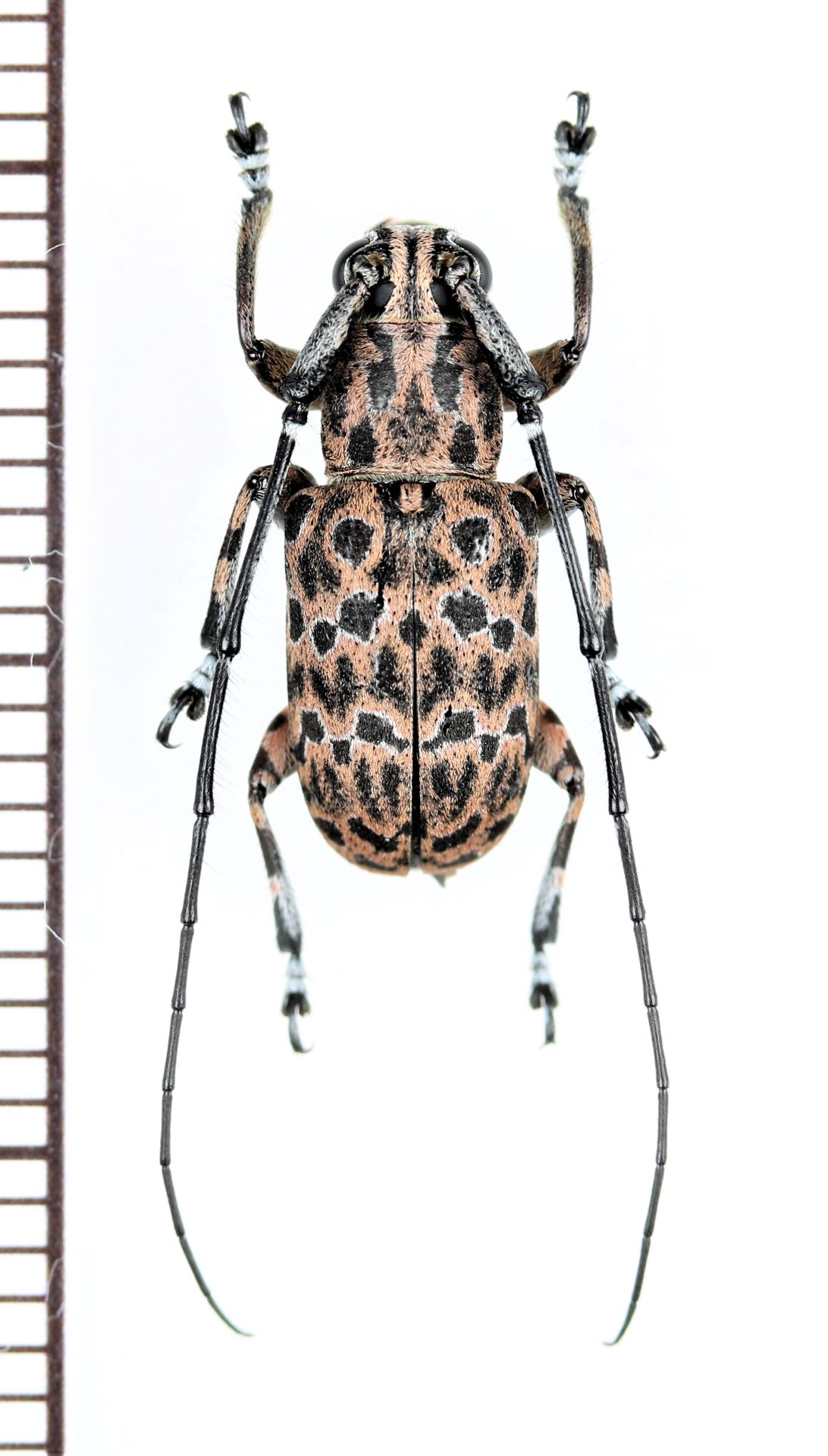 画像1: カミキリムシの一種　Cerambycidae species　♂　 フィリピン(パラワン島)