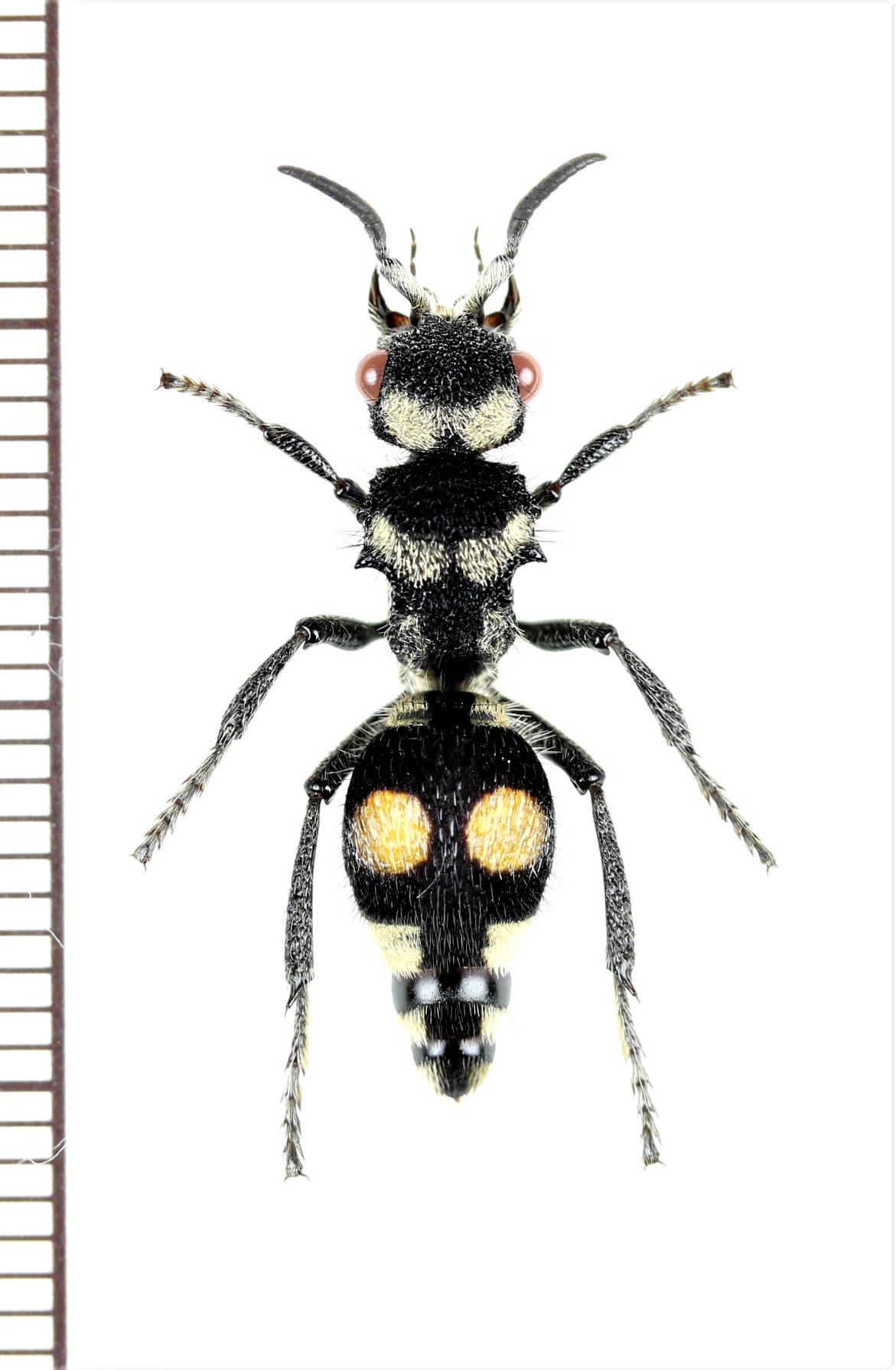 画像1: アリバチの一種　Hoplomutilla sp.　♀　エクアドル