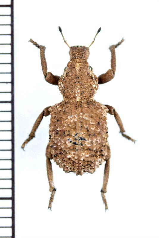 画像1: ゾウムシの一種　Curculionidae species　ボツワナ