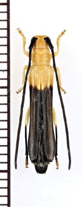 ベニボタル擬態のカミキリムシの一種 Cerambycidae species