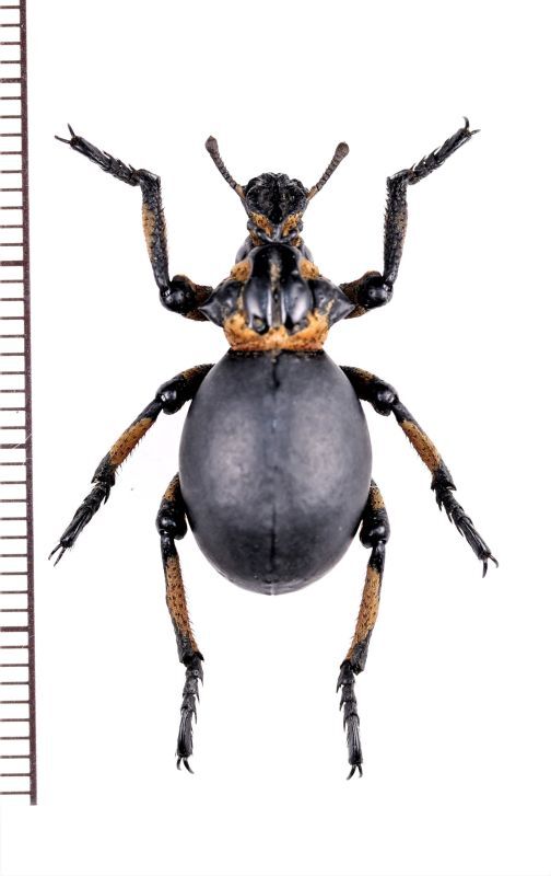 画像1: イボゾウムシの一種　Brachyceridae species　南アフリカ