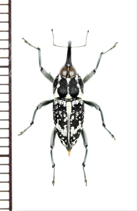 画像1: クモゾウムシの一種　Mecopus sp.　♀　 ベトナム南部