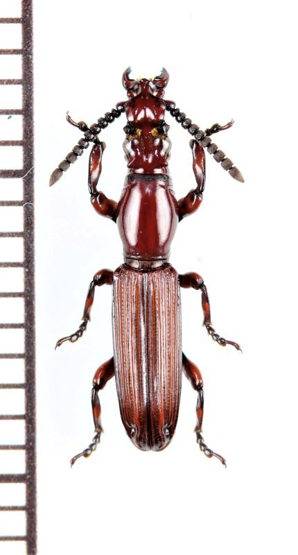 画像1: 好蟻性オニミツギリゾウムシの一種　Eremoxenini species　♂　ナミビア