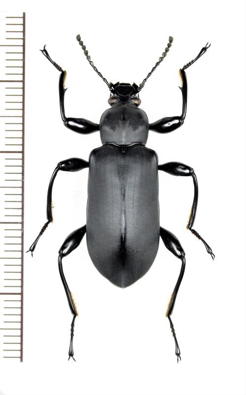 画像1: ゴミムシダマシの一種　Tenebrionidae species　ベトナム北東部