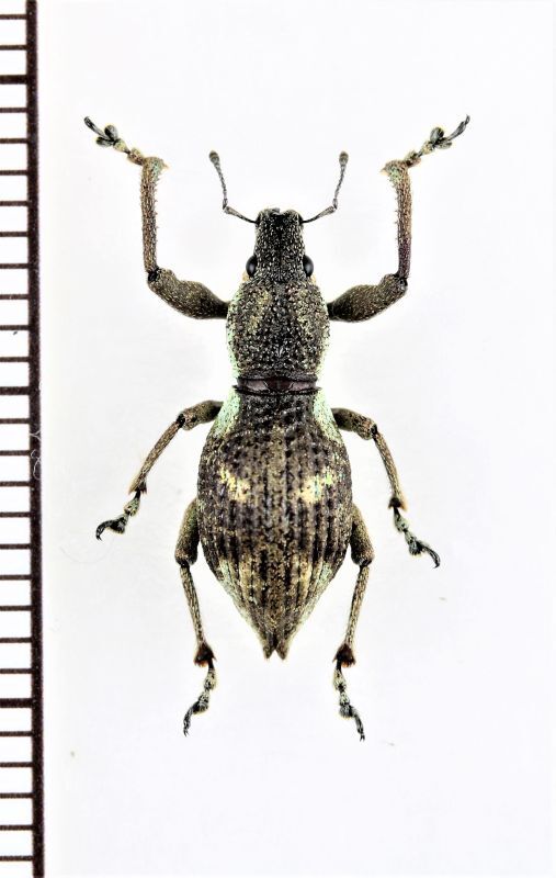 画像1: ゾウムシの一種  Curculionidae species   ベトナム中部