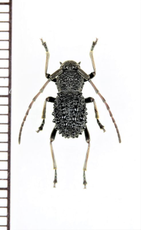 画像1: カミキリムシの一種　Cerambycidae species　中国（広西チワン族自治区）