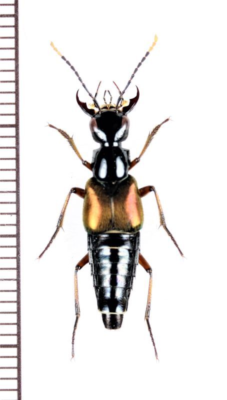 画像1: ハネカクシの一種　Staphylinidae species　インドネシア（モルッカ諸島：ウォカム島）