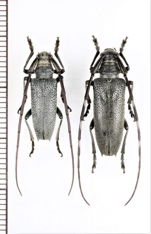画像1: ヤエヤマフトカミキリ　ペア　石垣島（野底岳）