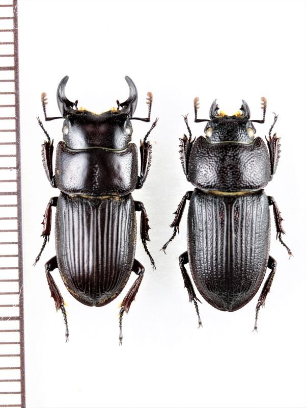 ヤエヤマネブトクワガタ ペア ♂18.3mm♀16.9mm 西表島 - Insect