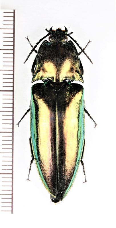 画像1: コメツキムシの一種　Campsosternus sp.　フィリピン（パラワン島）