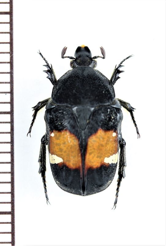 画像1: コアオハナムグリの一種　Gametis bealiae　♀　ベトナム北東部