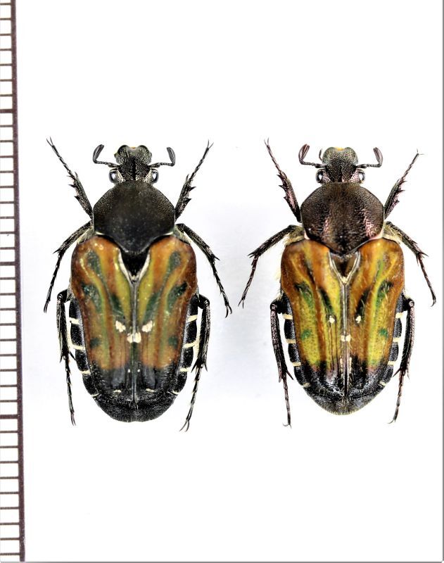 画像1: クロフエグリハナムグリ　Taeniodera nigricollis nigricollis　ペア　ベトナム北東部